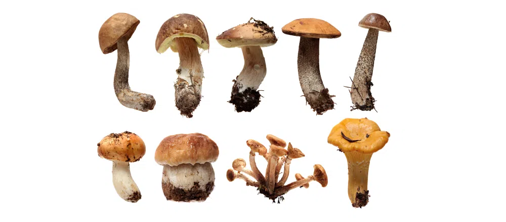 mushroom2.png